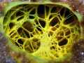   Sponge Boynton Beach Florida. Florida  